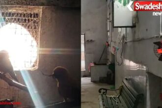 ग्वालियर में ठंड बढ़ते ही चिड़ियाघर में खास इंतजाम: शेर-बाघ के बाड़ों में हीटर, मैन्यू भी बदला