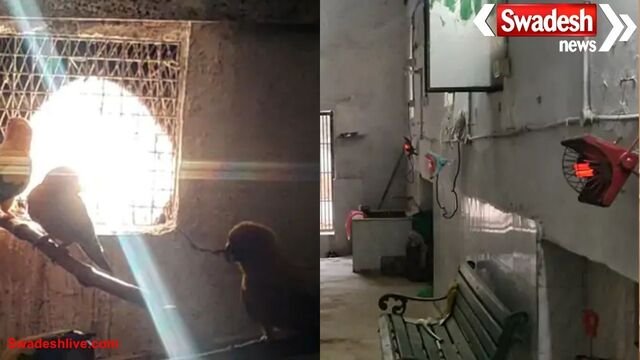 ग्वालियर में ठंड बढ़ते ही चिड़ियाघर में खास इंतजाम: शेर-बाघ के बाड़ों में हीटर, मैन्यू भी बदला