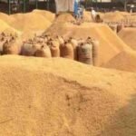 ग्वालियर की ज्वार फसल: 80% खाने लायक नहीं, किसान परेशान