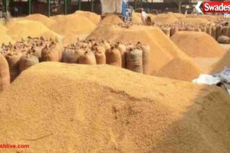 ग्वालियर की ज्वार फसल: 80% खाने लायक नहीं, किसान परेशान