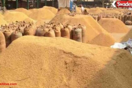 ग्वालियर की ज्वार फसल: 80% खाने लायक नहीं, किसान परेशान