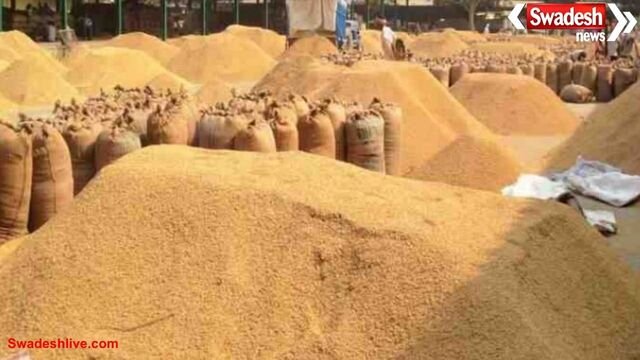 ग्वालियर की ज्वार फसल: 80% खाने लायक नहीं, किसान परेशान