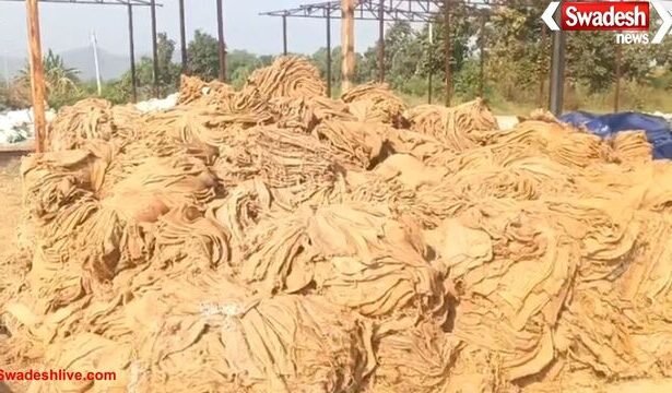 CG: धान खरीदी केंद्रों में मिलरों की लापरवाही उजागर, फटे–पुराने बारदानों से बढ़ी किसानों की परेशानी