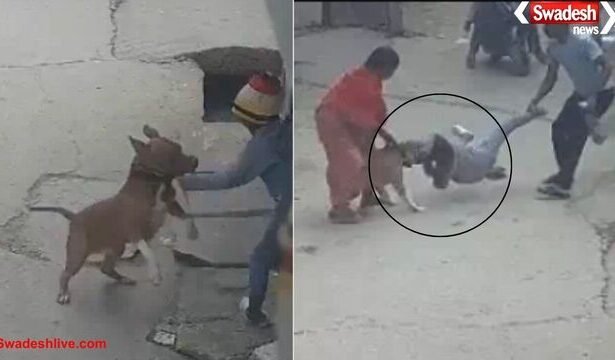 दिल्ली में पिटबुल का 6 साल के बच्चे पर जानलेवा हमला,मालिक गिरफ्तार