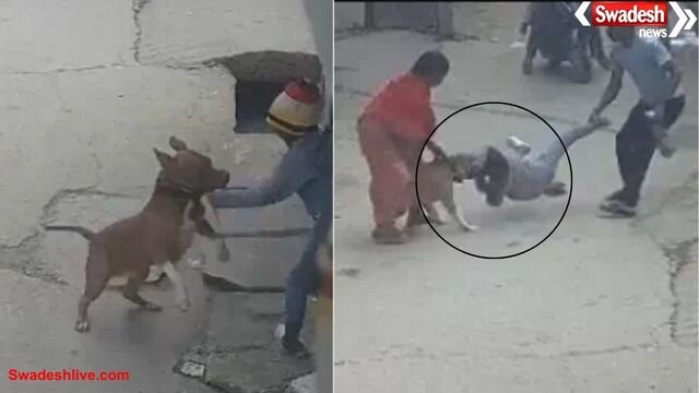 दिल्ली में पिटबुल का 6 साल के बच्चे पर जानलेवा हमला,मालिक गिरफ्तार