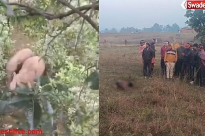 कोरिया में हाथियों के दल ने बुजुर्ग को कुचलकर मार डाला, वन विभाग सतर्क