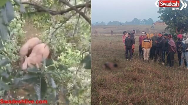 कोरिया में हाथियों के दल ने बुजुर्ग को कुचलकर मार डाला, वन विभाग सतर्क