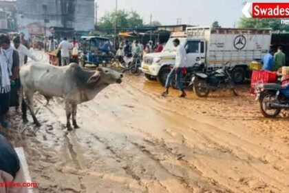 डबरा सब्जी मंडी कीचड़ से बदहाल: बारिश के बाद दलदल में बदली मंडी, व्यापारी और किसान बेहाल