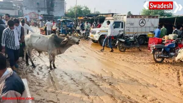 डबरा सब्जी मंडी कीचड़ से बदहाल: बारिश के बाद दलदल में बदली मंडी, व्यापारी और किसान बेहाल