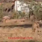 Umaria: When a tiger entered the village, panic spread among the villagers.