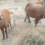 The smallest dwarf horse steals the limelight at the Sonepur fair.