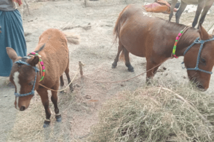 The smallest dwarf horse steals the limelight at the Sonepur fair.