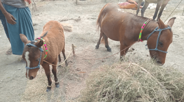 The smallest dwarf horse steals the limelight at the Sonepur fair.