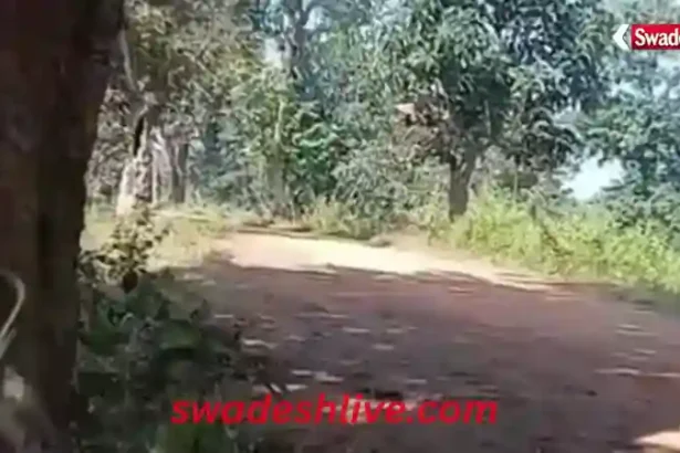 Bijapur Breaking News