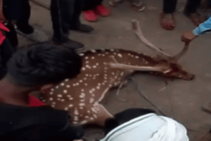 PILIBHIT: A deer straying out of the forest was injured in a dog attack.