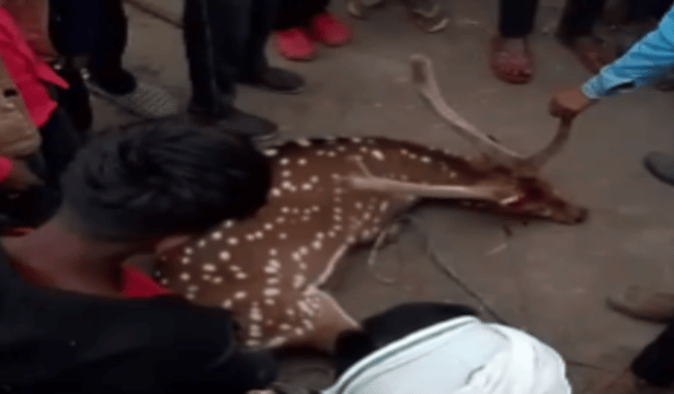 PILIBHIT: A deer straying out of the forest was injured in a dog attack.