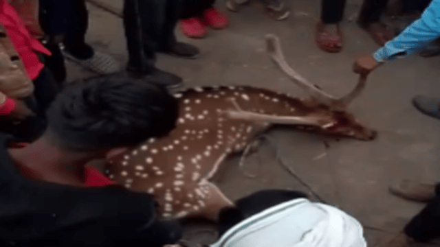 PILIBHIT: A deer straying out of the forest was injured in a dog attack.
