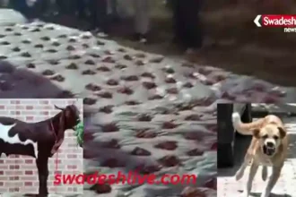 Rabid Dog Incident Ambikapur