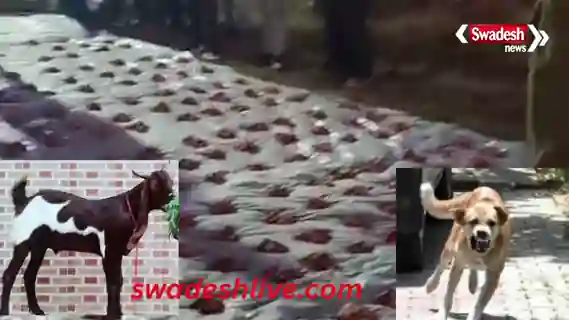 Rabid Dog Incident Ambikapur