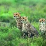 Chief Minister Dr. Yadav will release 3 leopards into the forest in Kuno on International Cheetah Day.