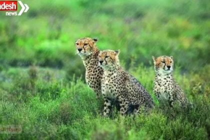 Chief Minister Dr. Yadav will release 3 leopards into the forest in Kuno on International Cheetah Day.