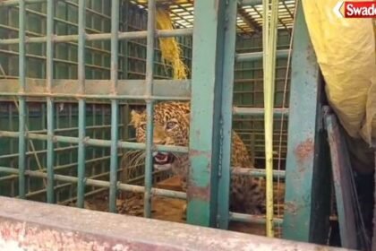 Major success in Nanpara range: Leopard roaming in populated area captured, villagers relieved