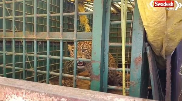 Major success in Nanpara range: Leopard roaming in populated area captured, villagers relieved