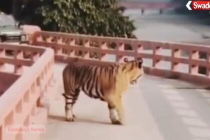 Negligence in Pilibhit Tiger Reserve: Tiger surrounded by vehicles on Siphon Bridge