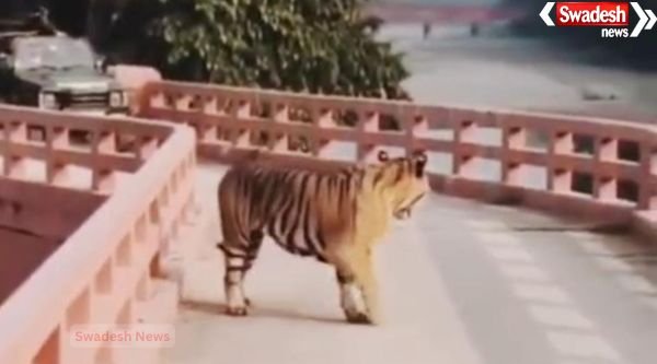 Negligence in Pilibhit Tiger Reserve: Tiger surrounded by vehicles on Siphon Bridge