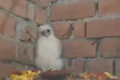 bemetara-white-garuda-bird-farmhouse-villagers-worship