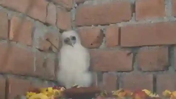 bemetara-white-garuda-bird-farmhouse-villagers-worship