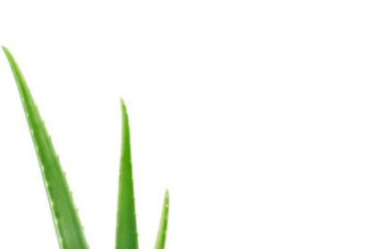 Fresh dissected aloe vera stacks isolated on white background