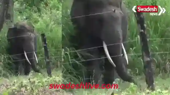 korba-elephant-attack-third-death-in-48-hours-forest-department-failure