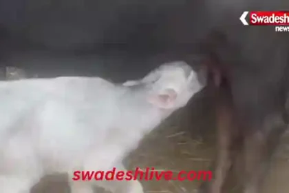 mungeli-white-buffalo-calf-born-bhalukhondra-lormi