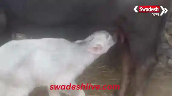 mungeli-white-buffalo-calf-born-bhalukhondra-lormi