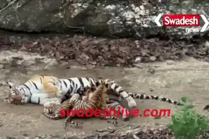 pilibhit-sookhi-nahar-baghin-chaar-shavak