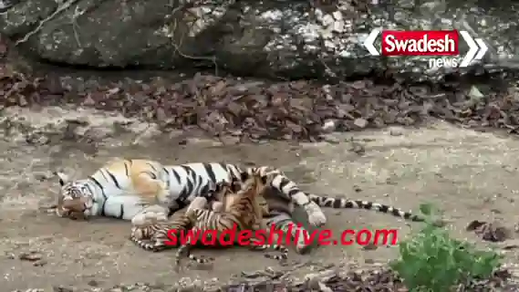 pilibhit-sookhi-nahar-baghin-chaar-shavak