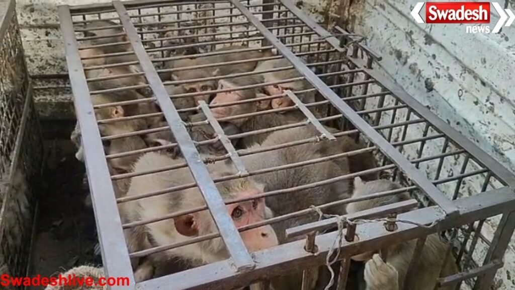 Major action by the administration against the increasing terror of monkeys in Fatehpur