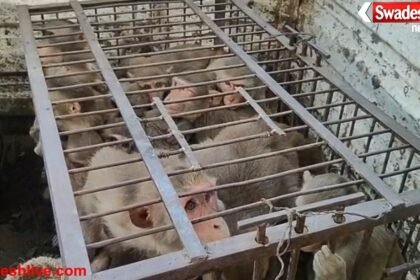 Major action by the administration against the increasing terror of monkeys in Fatehpur