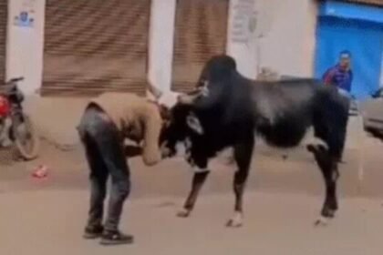 Gwalior Bull Ride