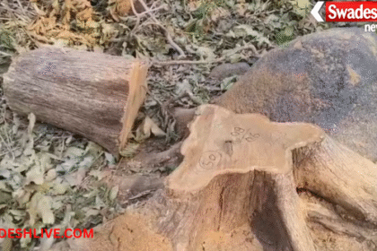 Mahasamund Forest News