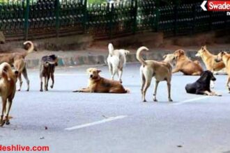 Rabies Free City