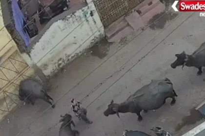 Raipur Buffalo Attack