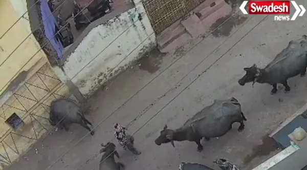 Raipur Buffalo Attack