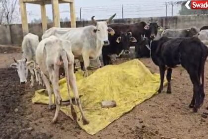 Pilibhit: Major accident in Rajupur Kundri cowshed, dozens of cattle died