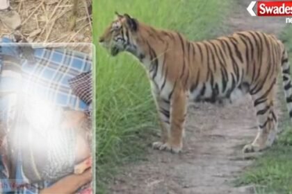 Lakhimpur Khiri: Wild animal attack in Lakhimpur Kheri