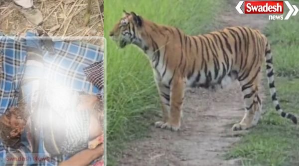 Lakhimpur Khiri: Wild animal attack in Lakhimpur Kheri