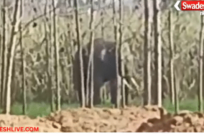 Wild Elephant Sighting