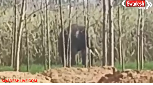 Wild Elephant Sighting