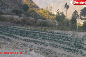 Agriculture Problem
